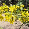 Senna Artemisioides Seeds Feathery Cassia Low Maintenance Deer Resistant Drought