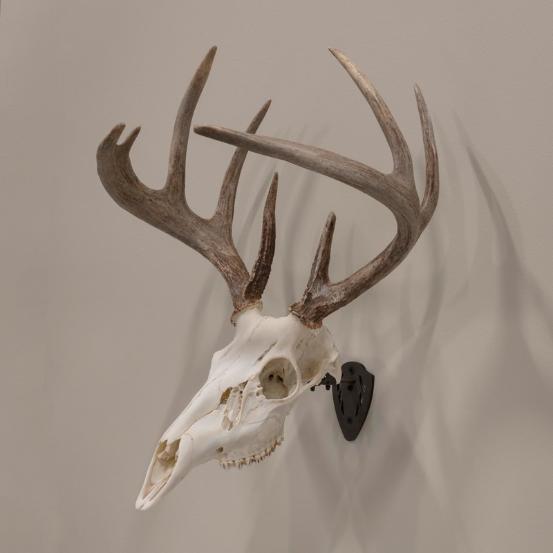 Allen Company EZ Mount Skull Hanger, Fixed, Brown