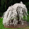 Tree 2 Weeping Cherry Trees - 6-12" Tall Seedlings -