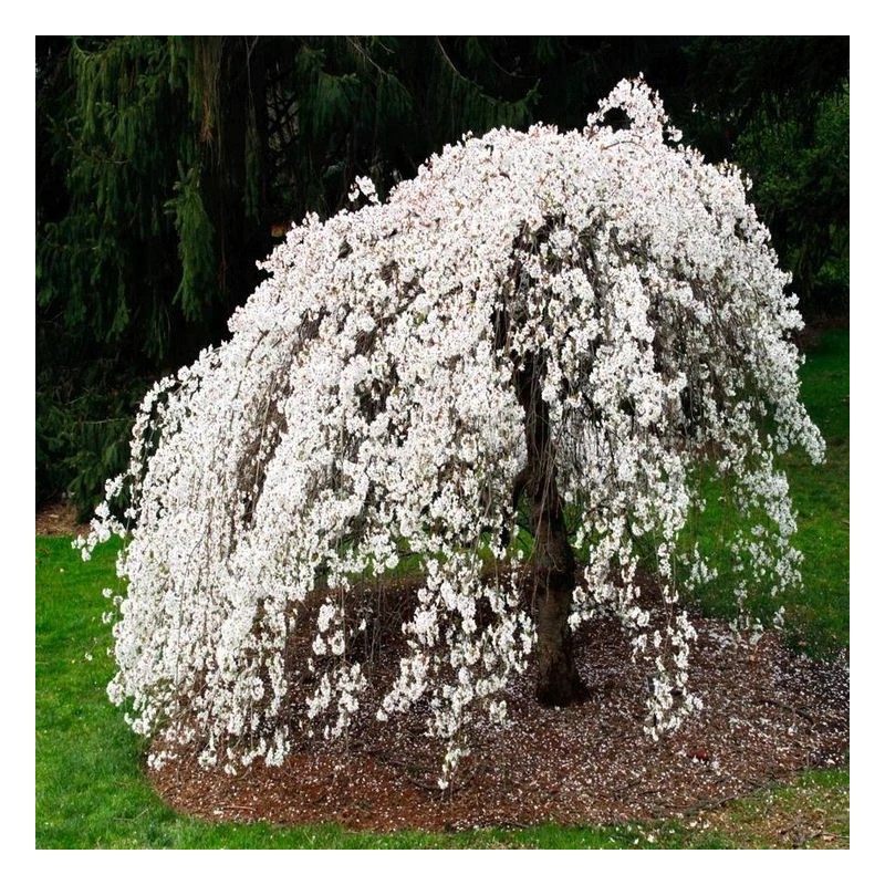 Tree 2 Weeping Cherry Trees - 6-12" Tall Seedlings -
