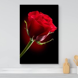 Canvas Prints Wall Art - Closeup of Red Rose Flower Against Black Background | Modern Wall Decor/Home Decoration Stretched Gallery Canvas Wrap Giclee Print & Ready to Hang - 24" x 36"
