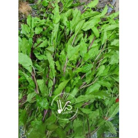 HOLY BASIL SEEDS, กะเพราขาว - HẠT HƯƠNG NHU TÍA (500+ PCS)