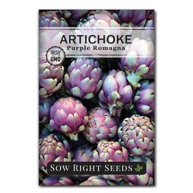 Sow Right Seeds - Artichoke Purple Romagna Seeds for Planting - Non-GMO Heirloom Packet with Instructions to Plant and Grow Outdoor Home Vegetable Garden - Perennial - Tall with Edible Flower Buds