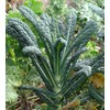 Kale Lacinato (AKA Dinosaur or Tuscan) Great Heirloom Vegetable 30,000