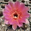 Echinobivia Hybrid Rainbow Bursts Cacti Cactus Succulent Real Live Plant