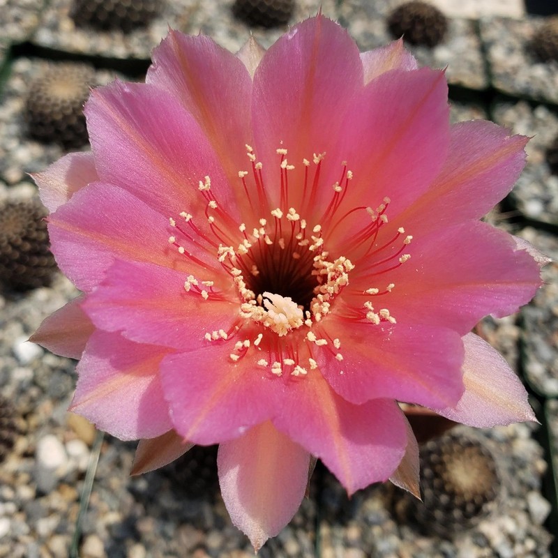 Echinobivia Hybrid Rainbow Bursts Cacti Cactus Succulent Real Live Plant