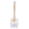 Vertebral Column Model Flexible Spine Caudal Vertebra Anatomical Model with
