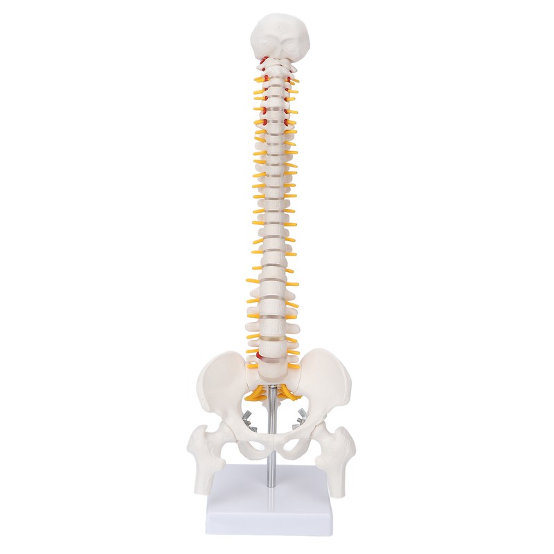 Vertebral Column Model Flexible Spine Caudal Vertebra Anatomical Model with