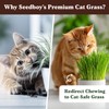 Seedboy Organic Cat Grass Seeds for Planting, Non-GMO Wheat, Oat,