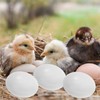 BESPORTBLE 10pcs Fake Eggs Budgie Eggs Replacement Cockatiel Eggs Mini