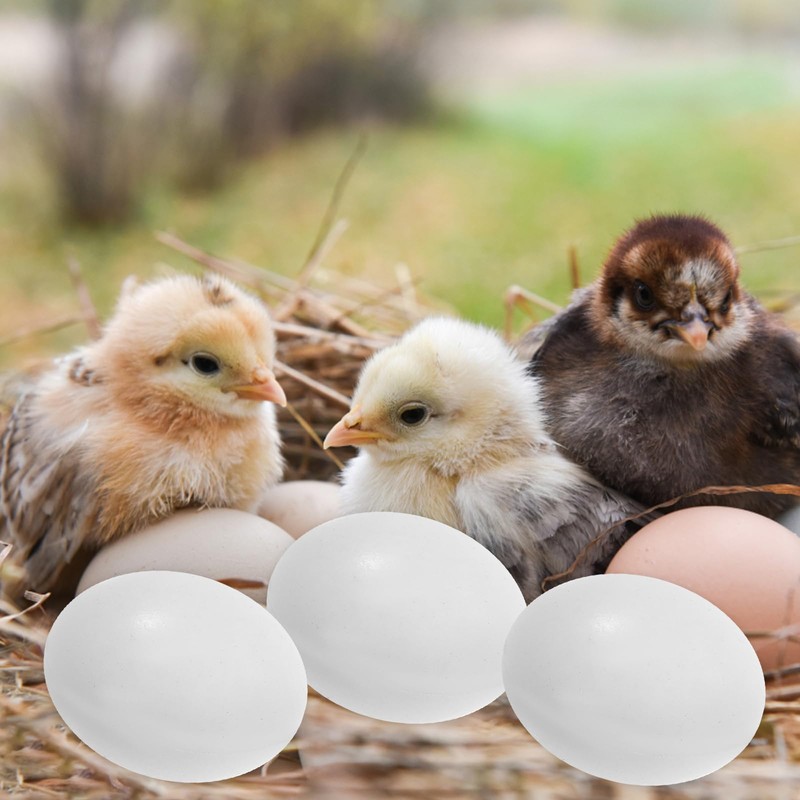 BESPORTBLE 10pcs Fake Eggs Budgie Eggs Replacement Cockatiel Eggs Mini