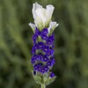 Lavandula Seeds Castilliano White Seeds Lavender Seeds 25 Seed Pack Spanish