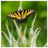 Everwilde Farms - 2000 Culver's Root Native Wildflower Seeds -