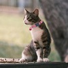 QFEHTHSK Pack of 4 Cat Collars, Cat Collar with Bell,