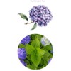 Organic Natural Pure Hydrangea Leaf (1 Box(40 Tea Bag))-Individually Wrapped