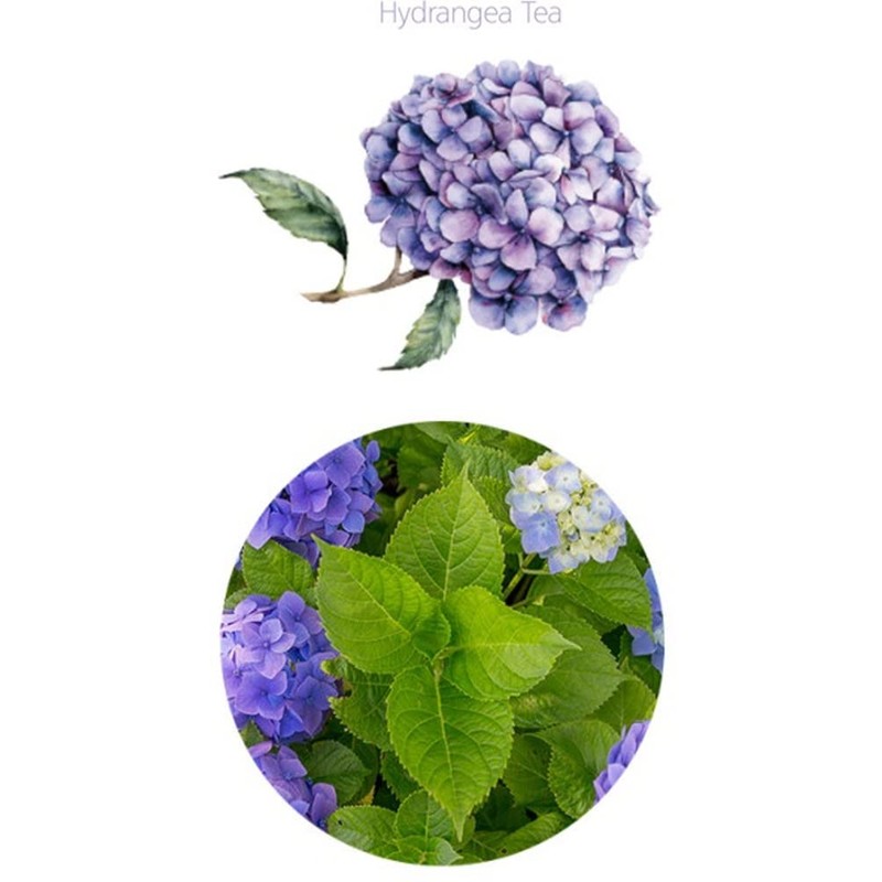 Organic Natural Pure Hydrangea Leaf (1 Box(40 Tea Bag))-Individually Wrapped