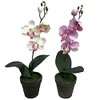 Kobe Flower Story Phalaenopsis 2018-petti-am Total Length: Approx. 11.8 inches