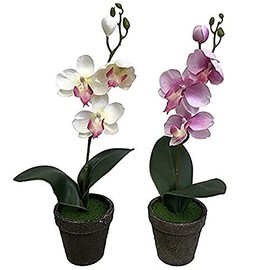 Kobe Flower Story Phalaenopsis 2018-petti-am Total Length: Approx. 11.8 inches (30 cm) (Potted Size: Approx. Height 2.6 inches (6.5 cm) x Width 2.8 inches (7 cm)