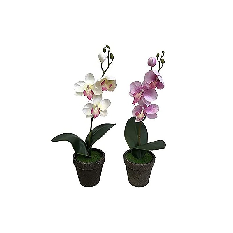 Kobe Flower Story Phalaenopsis 2018-petti-am Total Length: Approx. 11.8 inches