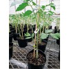 Seams Gardening for Retainer Support