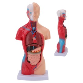 11 Inch Medical Torso Human Body Model Anatomy Doll, 15 Removable Parts Education Organs Model, Human Torso Anatomy Model for Teaching Study Class Students
