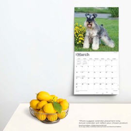 Schnauzers | 2024 12 x 24 Inch Monthly Square Wall Calendar | BrownTrout | Animals Dog Breeds