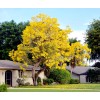 Seed-Top 60 YellowTabebuia Seeds Trumpet Tree Handroanthus chrysotrichus Rare Tree