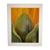 Sunflower (Helianthus annuus) Limited Edition Print