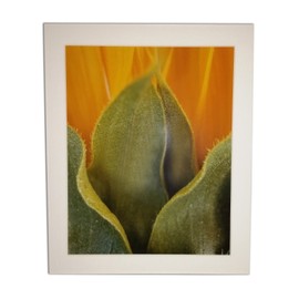 Sunflower (Helianthus annuus) Limited Edition Print