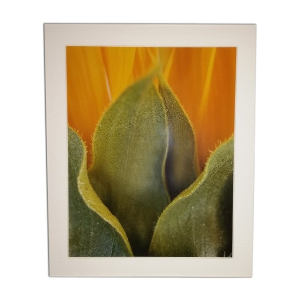 Sunflower (Helianthus annuus) Limited Edition Print