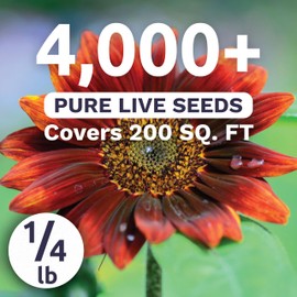 Velvet Queen Sunflower - Bulk 1/4 Pound Pouch - 4,000 Flower Seeds for Planting - Helianthus annuus