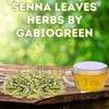Natural Senna Leaves Hoja Sen Dried Herbal Leaves, Senna Raw