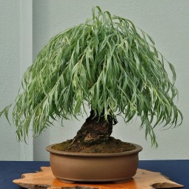 Tree Long Leaf Weeping Willow Bonsai Tree Cutting to Grow
