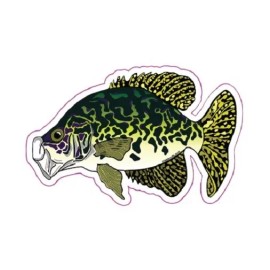 Mountain Creek Anglers CRAPPIE Sticker Decal fly fishing 5" x 3 1/4" glossy weather proof panfish perch