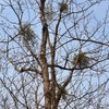 Jirisan Baemsagol natural mistletoe 300g dried oak winter mistletoe /