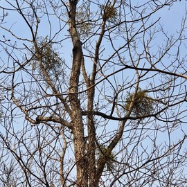 Jirisan Baemsagol natural mistletoe 300g dried oak winter mistletoe / 지리산 뱀사골 자연산 겨우살이 300g 말린 참나무 겨울살이 겨우사리
