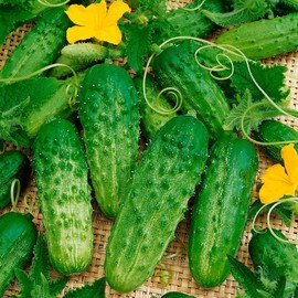 Seeds Cucumber Bush Type Pickling Vegetable Heirloom for Planting Non GMO