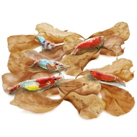 SunGrow 50 Pcs Mini Catappa Indian Almond Leaves for Shrimp Aquariums, Lowers Your Tank's pH and Pet Stress, Creates Better Environment, Unique Practical Decor