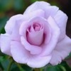 Rose Plant Live, Rose Bush Ready to Plant, 6-10 Inch