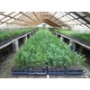 Arborvitae Green Giant 12-18" Tall Live Plant in 4" Pot