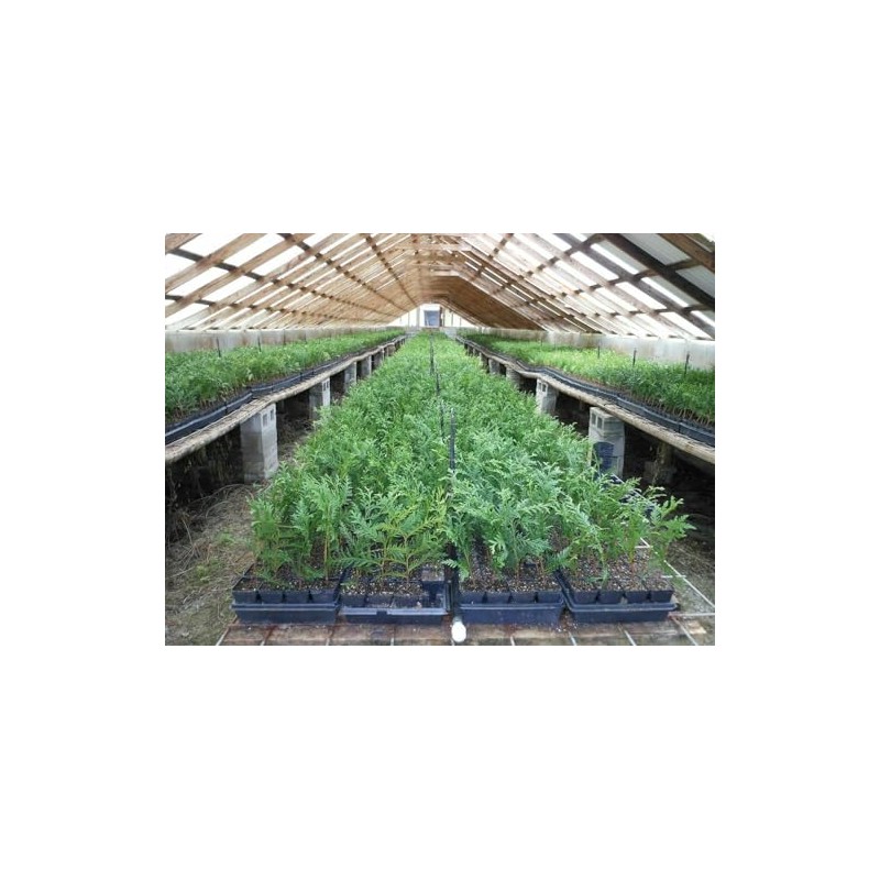 Arborvitae Green Giant 12-18" Tall Live Plant in 4" Pot