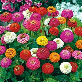 200 Dwarf Lilliput Mix Zinnia Seeds for Planting 1 Grams Non GMO Heirloom Elegans Midget USA Harvested pollinator bee Butterfly