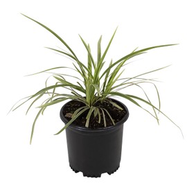 Aztec Grass Liriope Muscari, Outdoor Plants Live Ornamental Grass Plants Live Plants, Evergreen Garden Decor, Landscape Edging Liriope Plants, Flowering Plant Blooms Purple Flowers by Plants for Pets