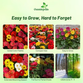 Outsidepride Colorbloom Mix Gerbera Seeds - 10 Pcs Perennial, Compact & Low Maintenance, Flower Seeds for Planting w/Vibrant Mixed Blooms, Ideal for Garden Landscaping & Cut Flower Arrangements