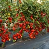 SeedsUP - 50+ Seeds Vine Tomato - Vegetable Red