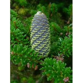 Korean Fir (Abies koreana), 20 seeds