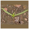 Everwilde Farms - 2000 Goldfields Native Wildflower Seeds - Gold