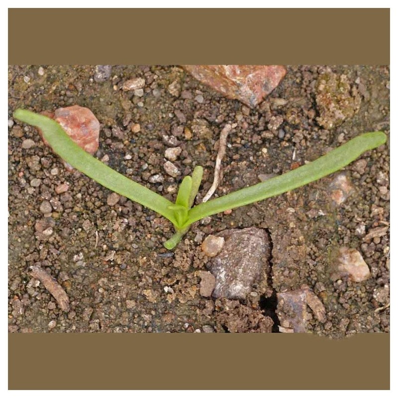 Everwilde Farms - 2000 Goldfields Native Wildflower Seeds - Gold