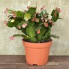 Doter Christmas Cactus Potting Soil Mix 2qt, Ideal for Succulents,