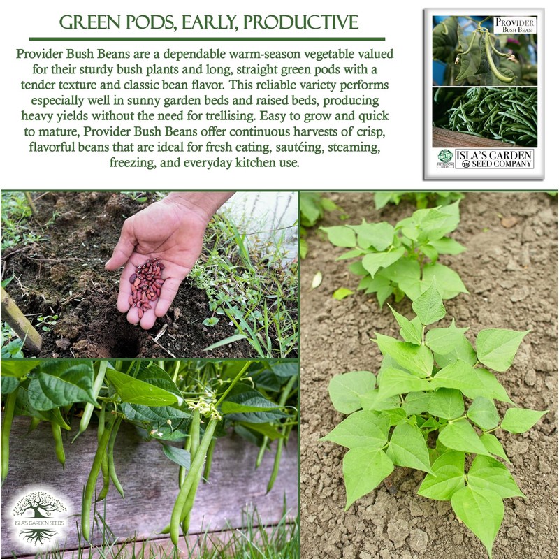 Provider Bush Green Bean Seeds (Phaseolus vulgaris) – 30+ Non-GMO
